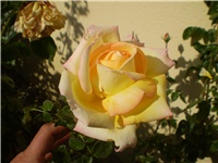 31fefeff-Picture 6649.jpg